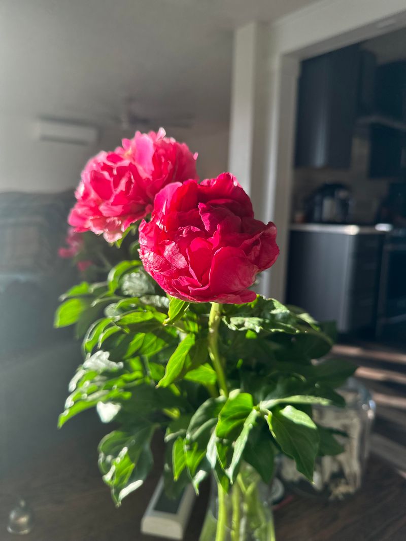 Remove Extra Foliage