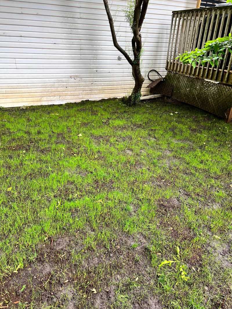 Mowing Wet Grass