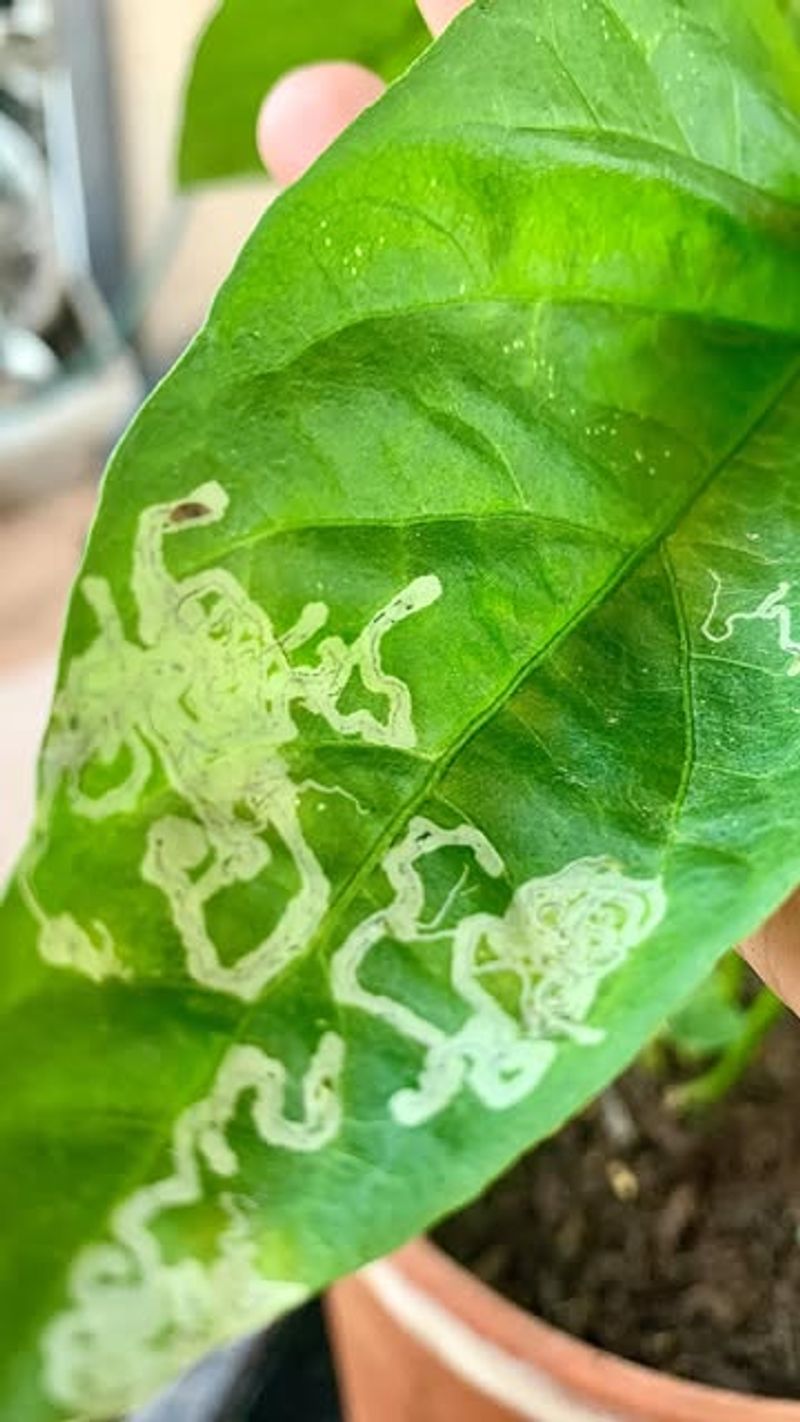 Leaf Miners: Tunnel-Creating Larvae