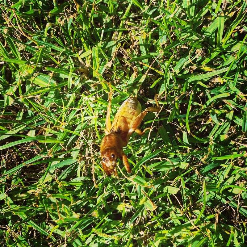Mole Crickets
