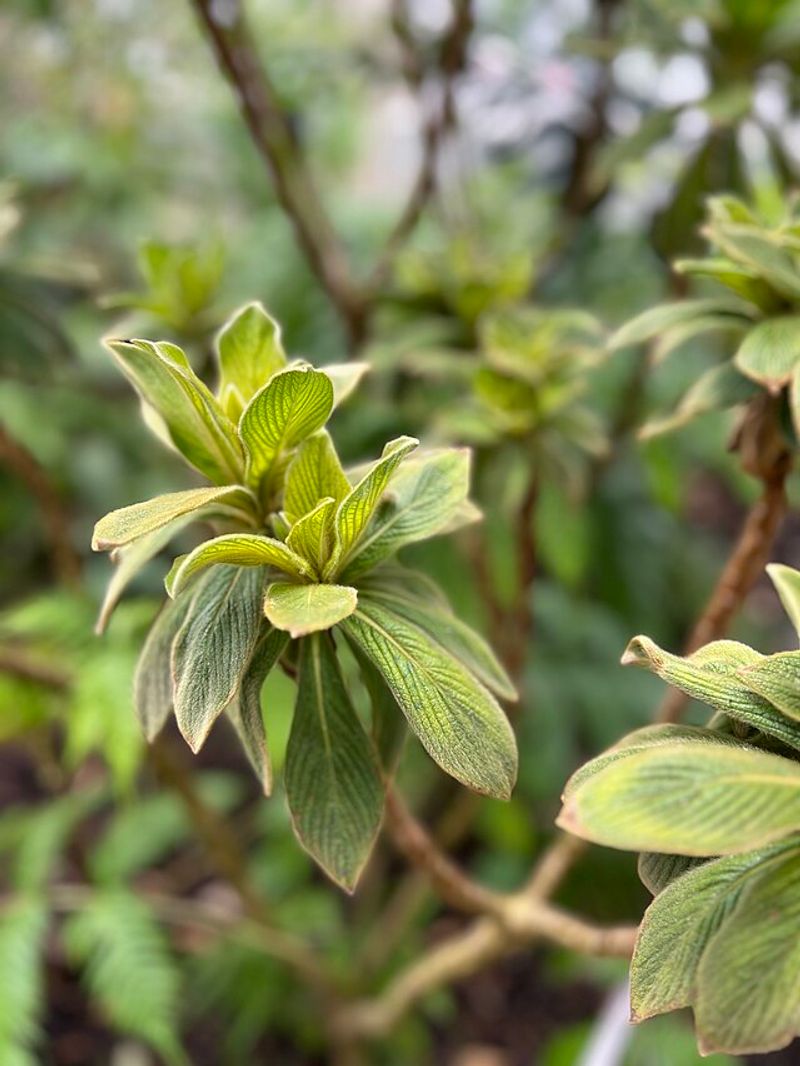 Cylindrocline lorencei (Mauritius Shrub)