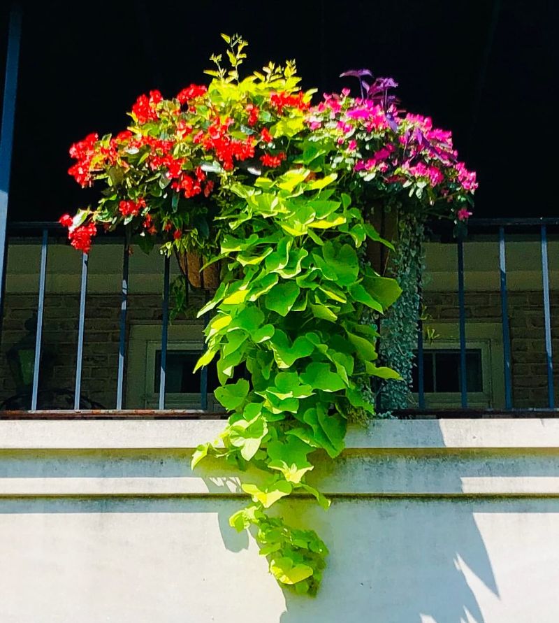Sweet Potato Vine