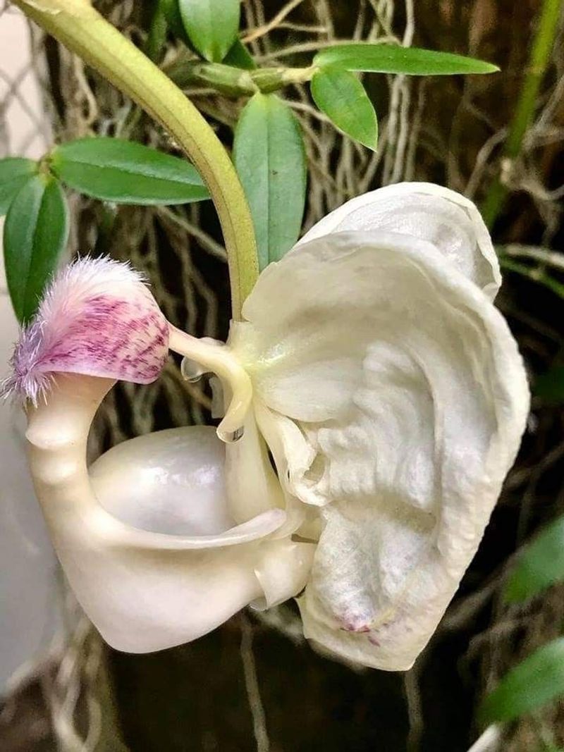 Roussea simplex (Mauritian Bell Flower)