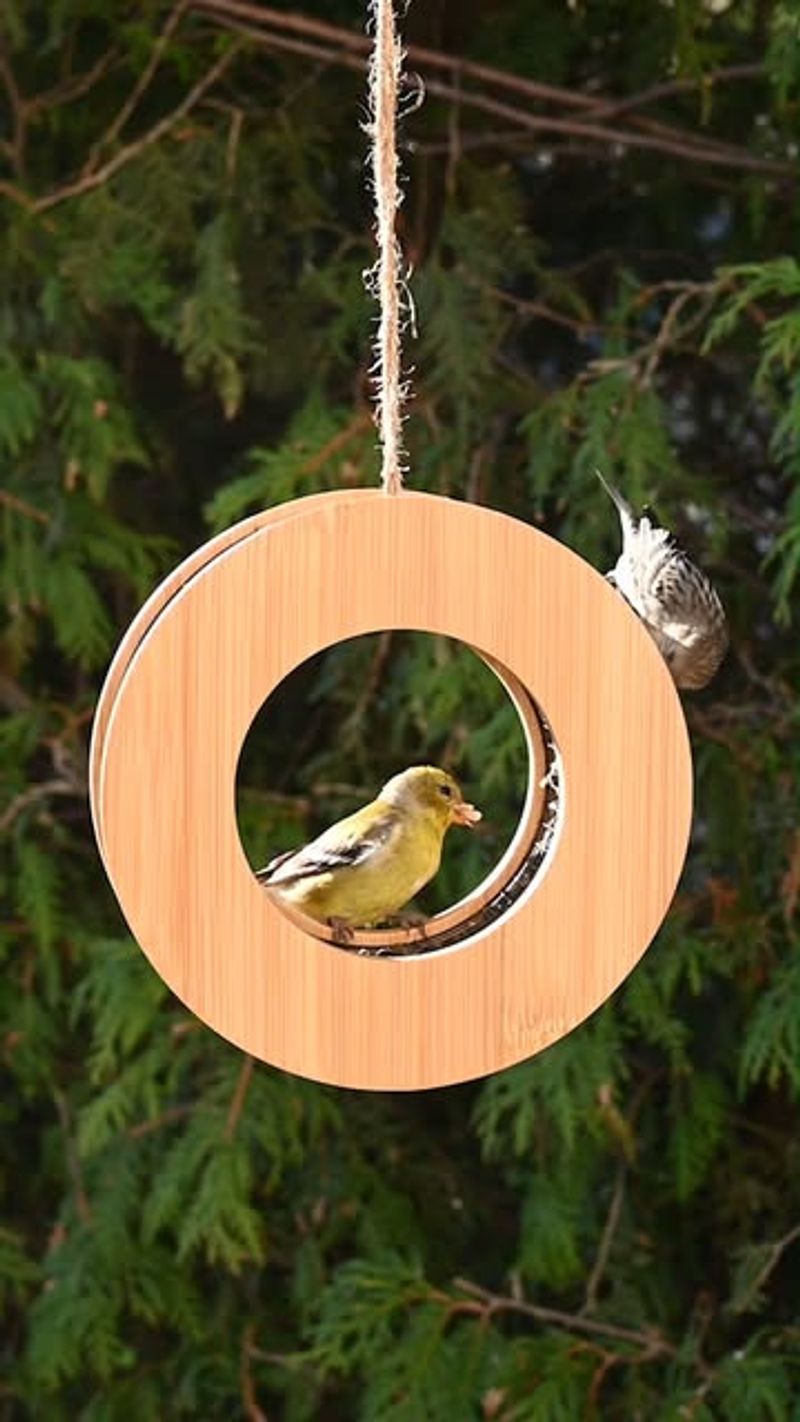 Hanging Bird Feeders