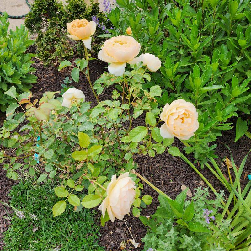 Rose Bloom Enhancer