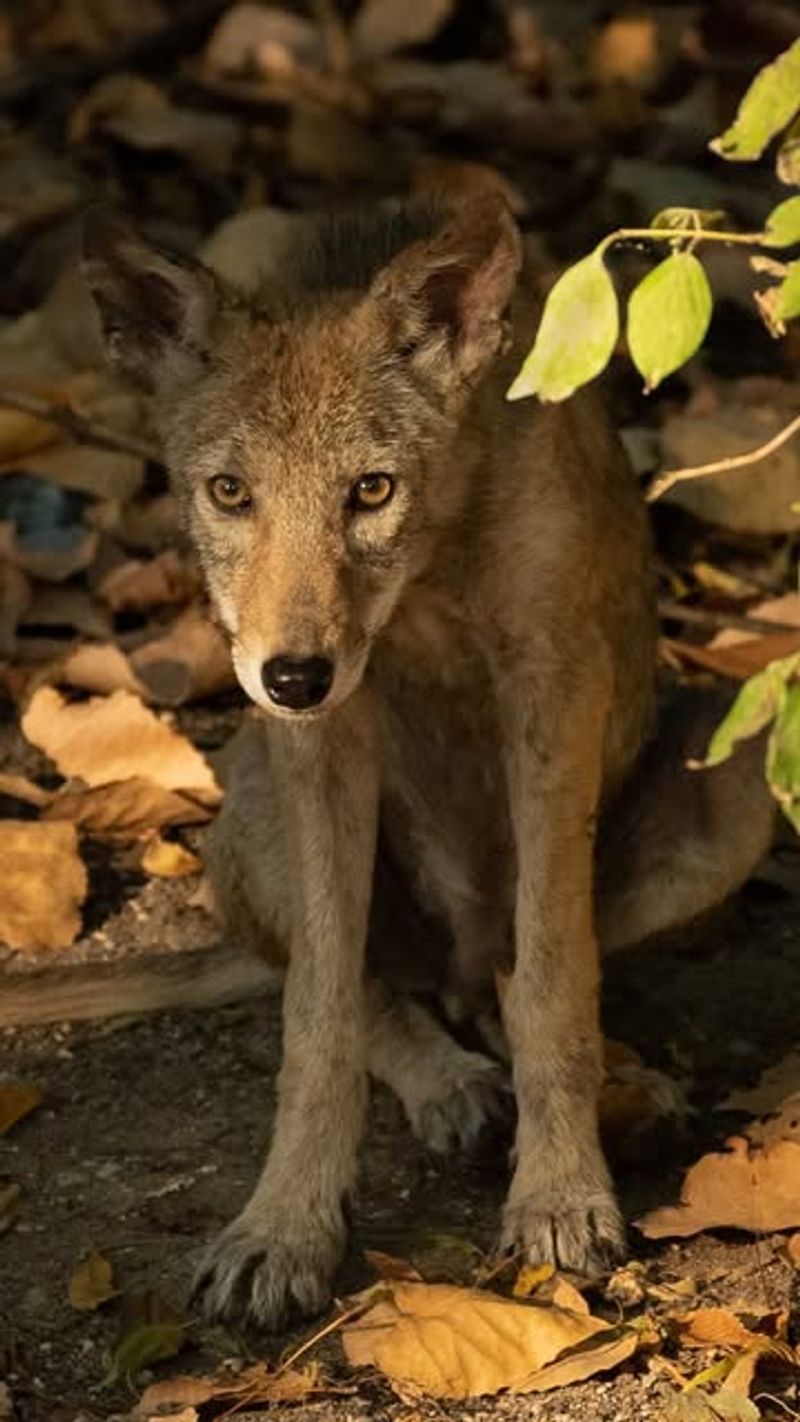 DON'T Feed Coyotes