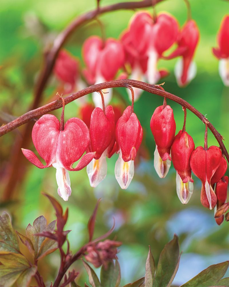 Leave Those Bleeding Hearts Alone
