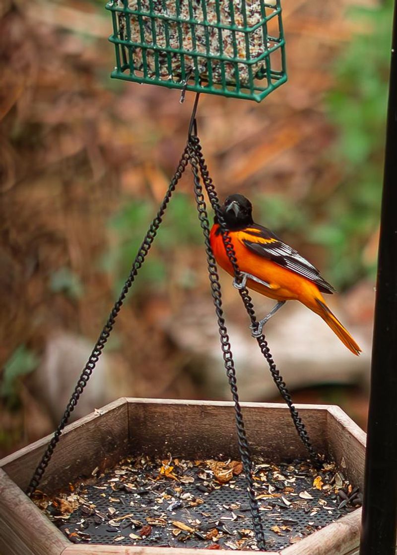 DON'T Leave Feeders Empty During Migration