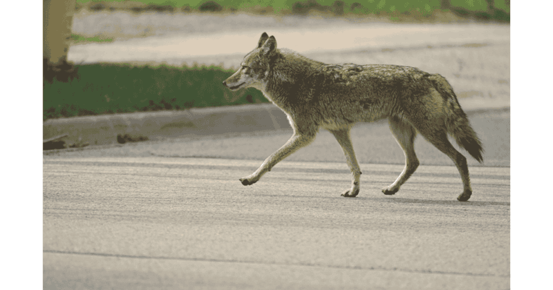 DON'T Run Away
