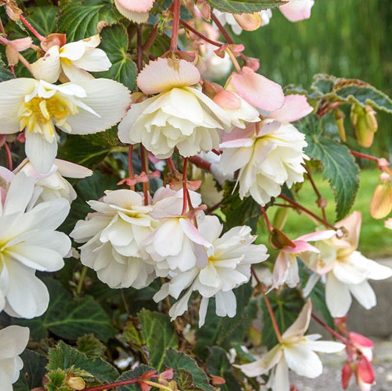 Begonias