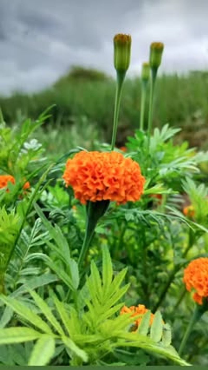 Marigolds
