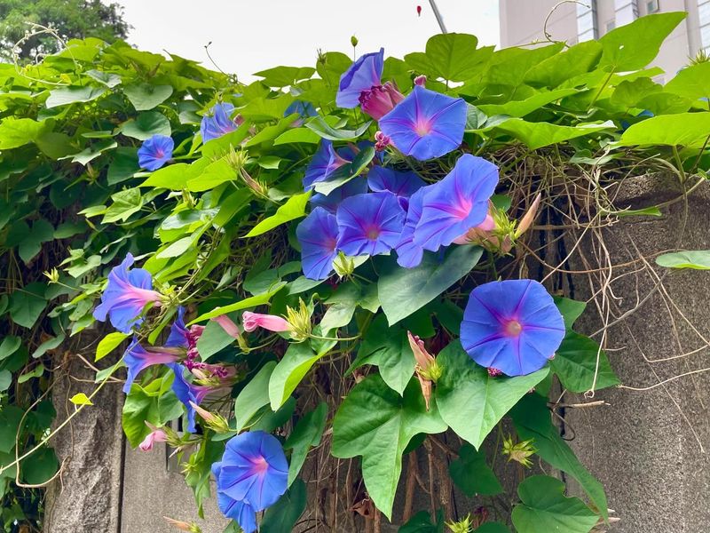 Morning Glories