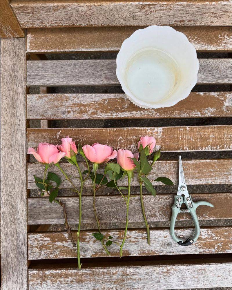 Roses