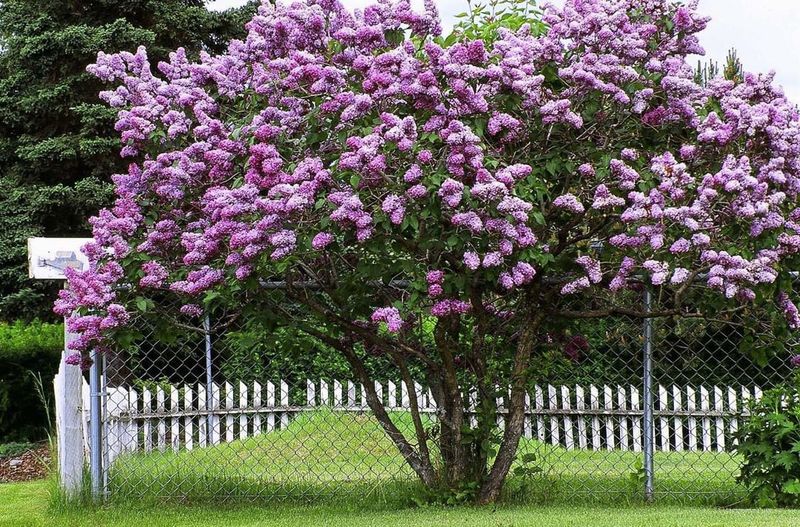 Lilac Bushes: Fragrant Time Capsules