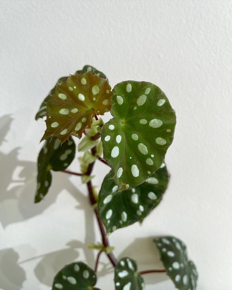 Begonia