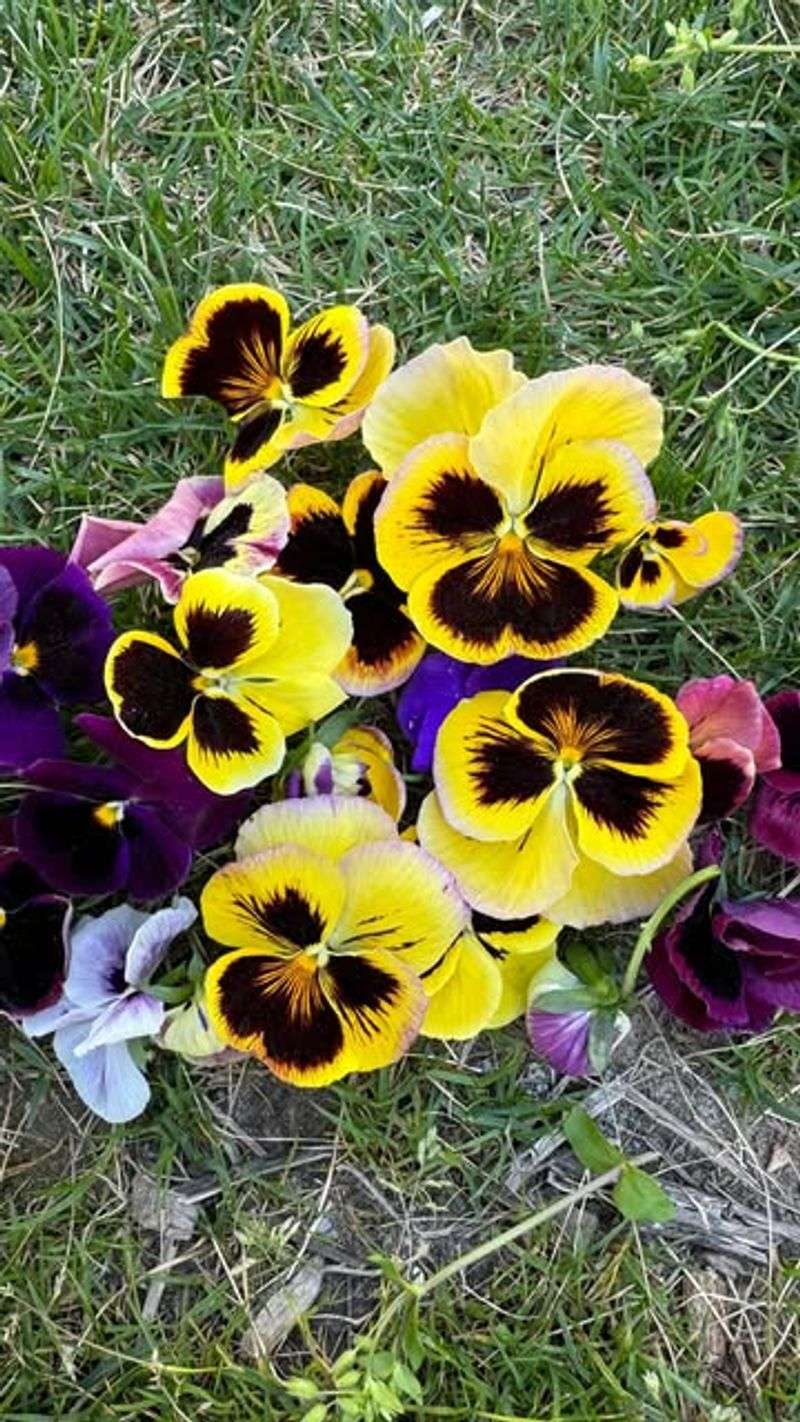 Pansies
