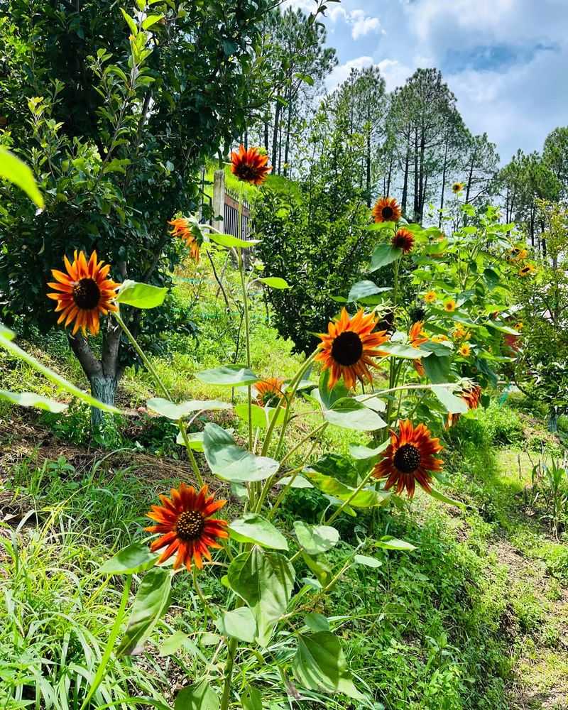 Sunflowers