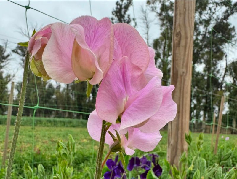 Sweet Peas: Fragrant Fleeting