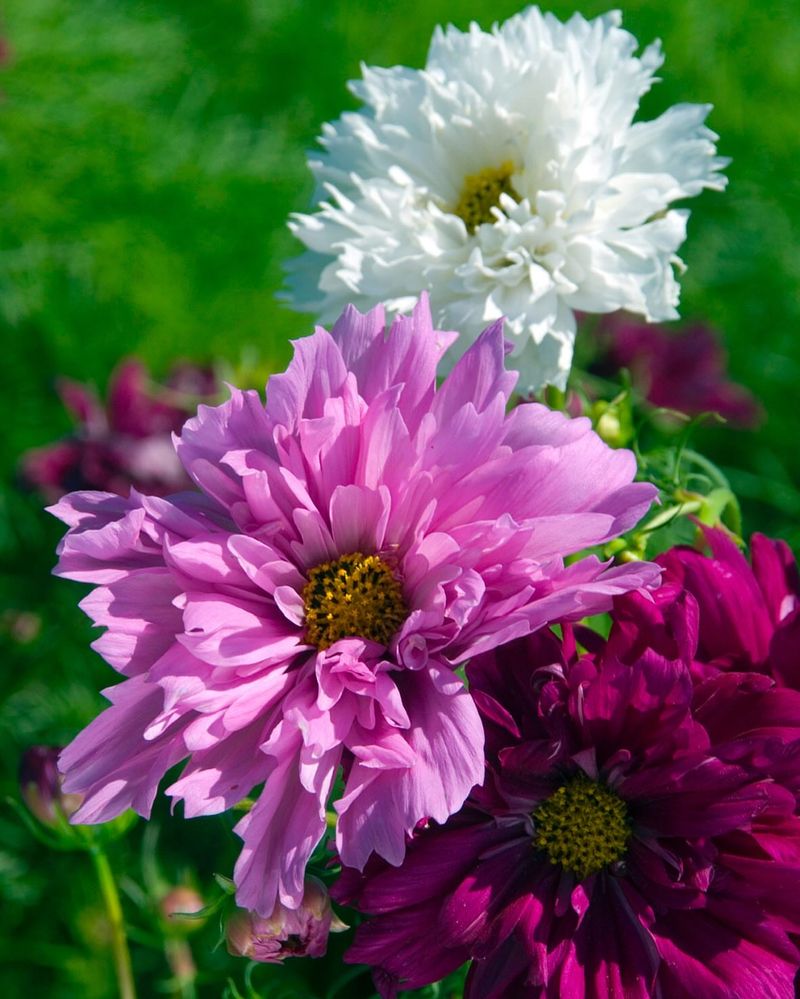 Cosmos Create Airy Elegance