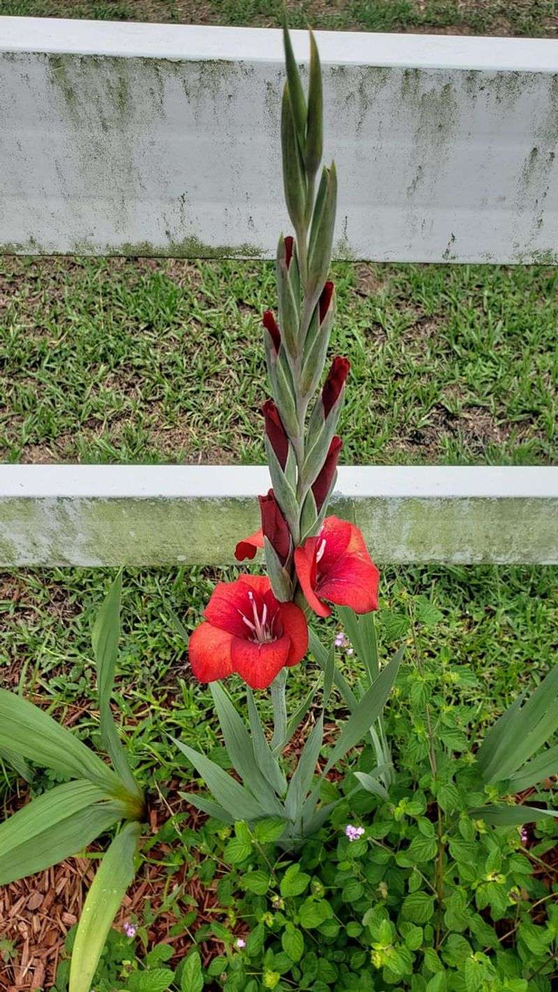 Gladiolus (Too Late)