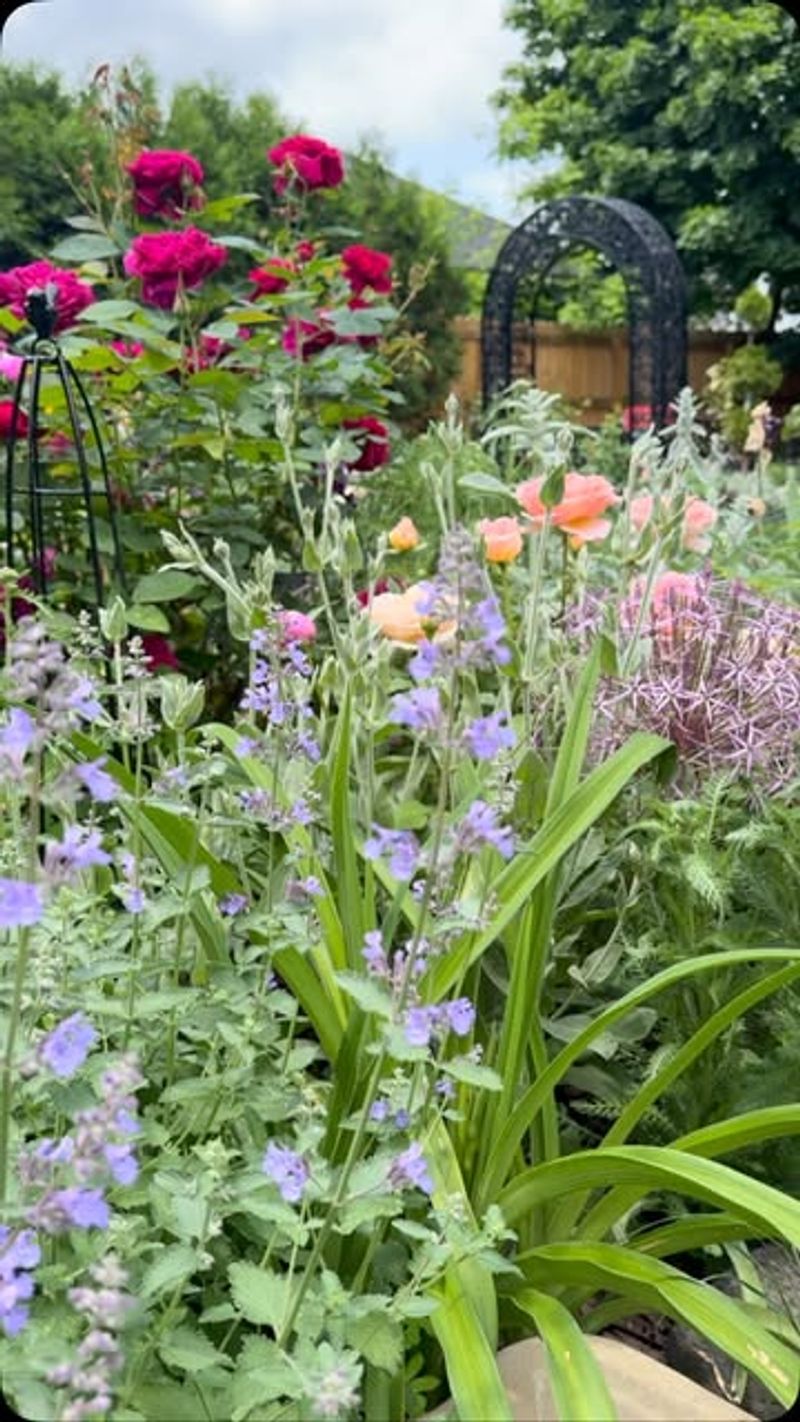 Allium and Catmint