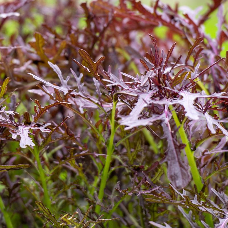 Mustard Greens