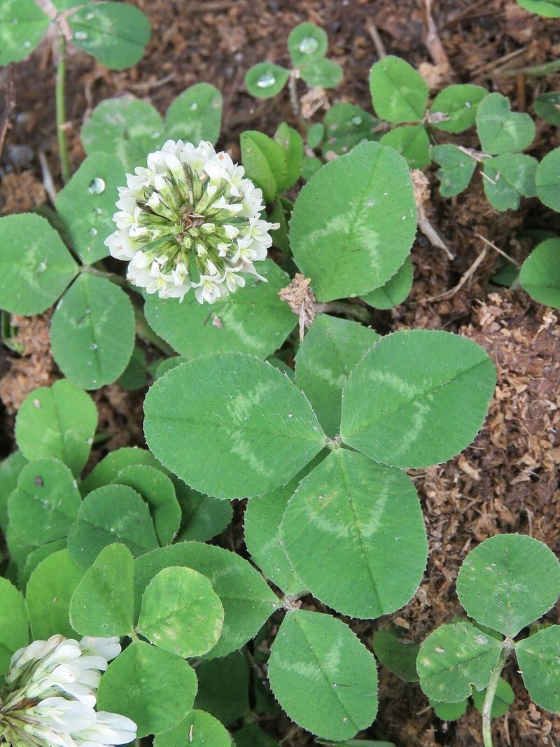 Clover (Trifolium repens)