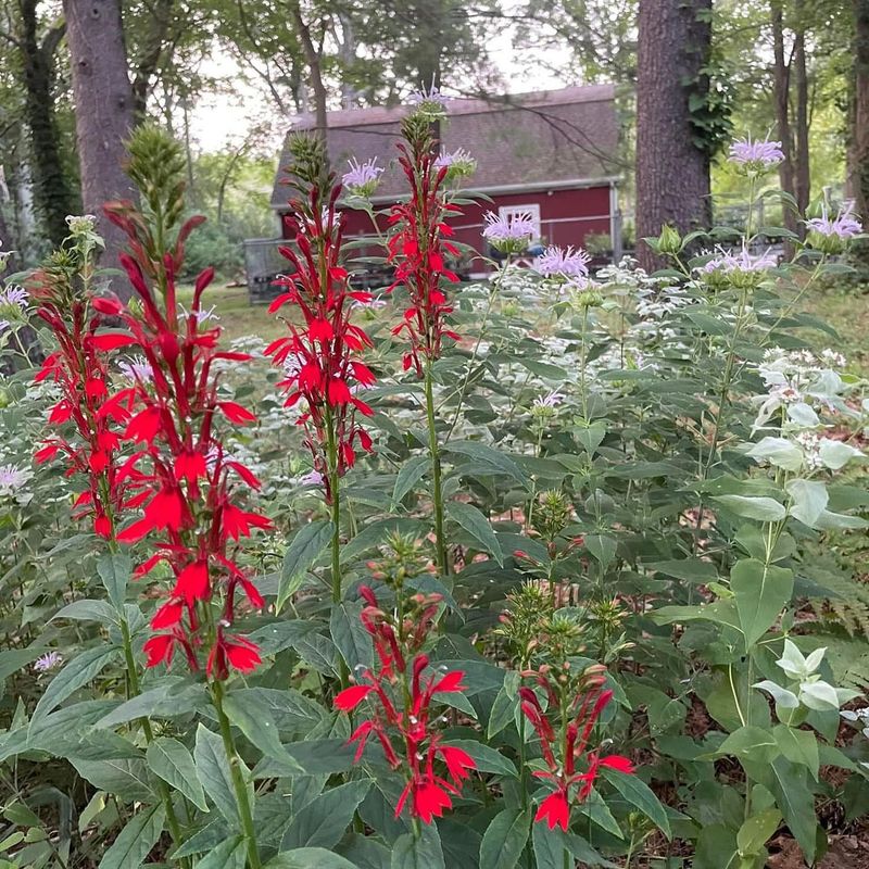 Bright Red Cardinal Flower with Yellow Rudbeckia