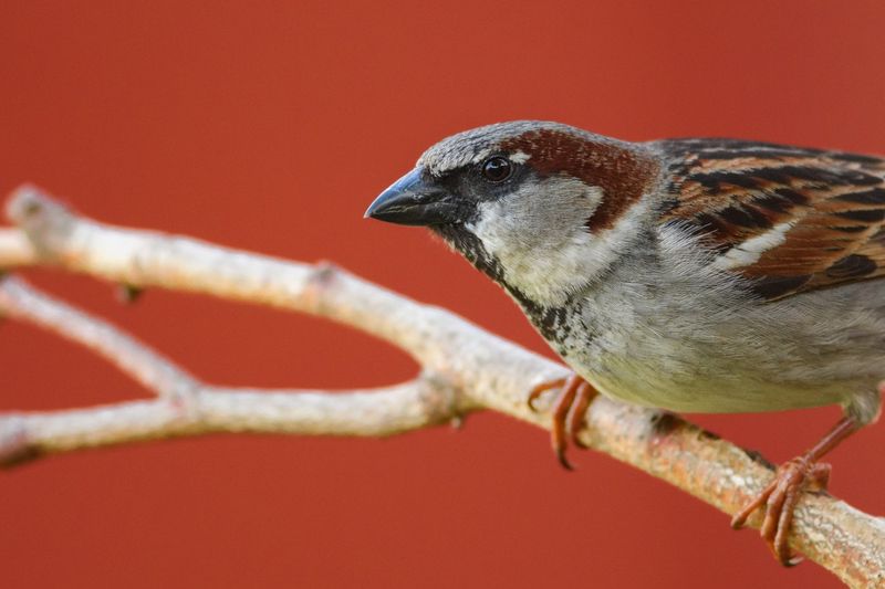 House Sparrow