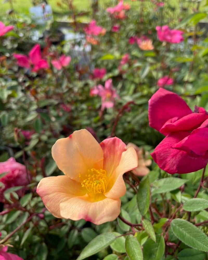 Mutabilis