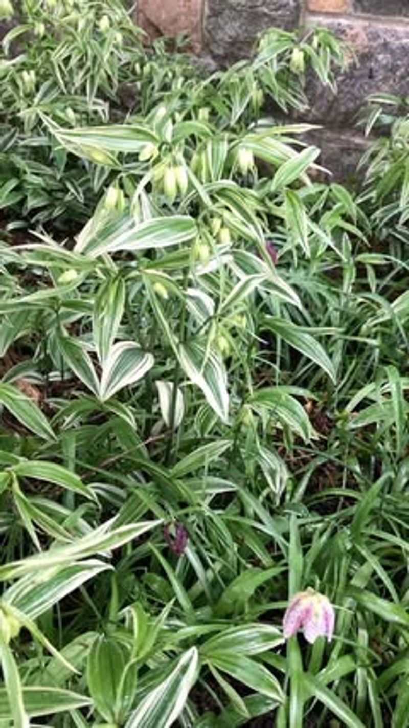 Disporum
