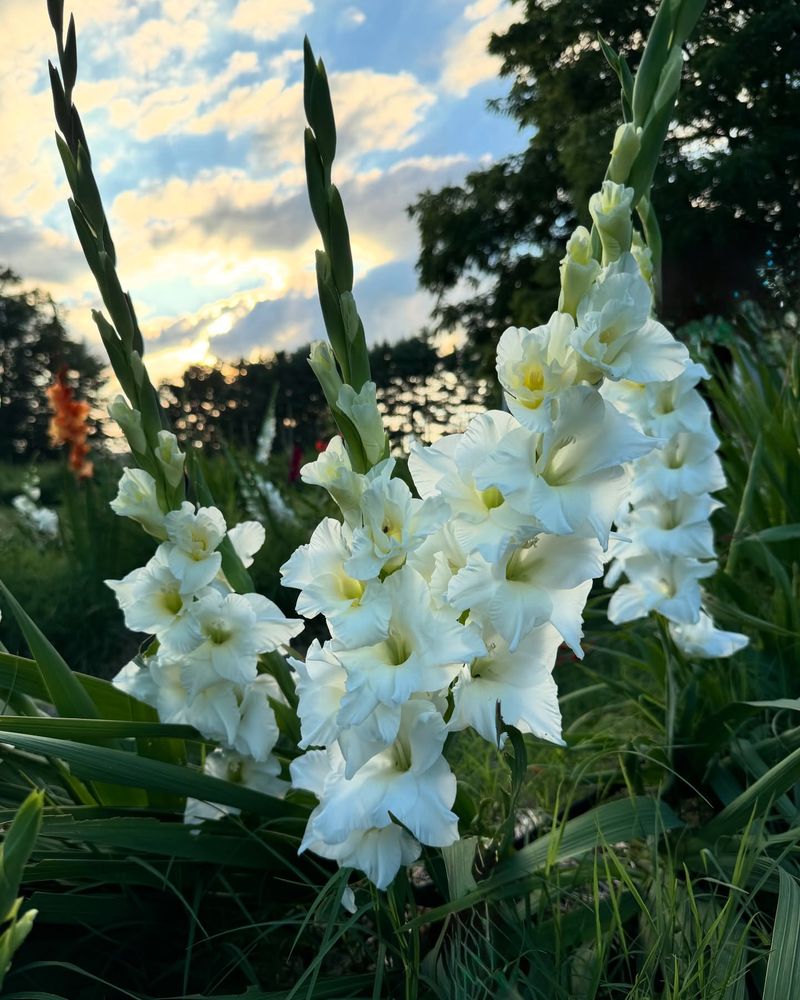 Night-Blooming Gladiolus