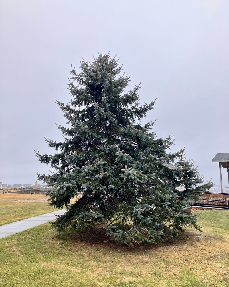 Colorado Blue Spruce: Diseased Beauty