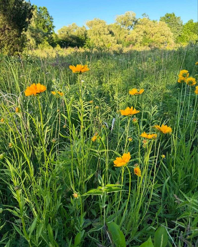 Coreopsis