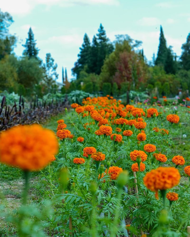 Marigolds Bring Golden Glory