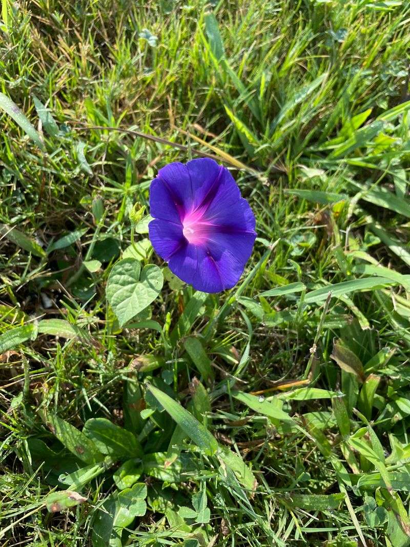 Morning Glories: Dawn's Delight