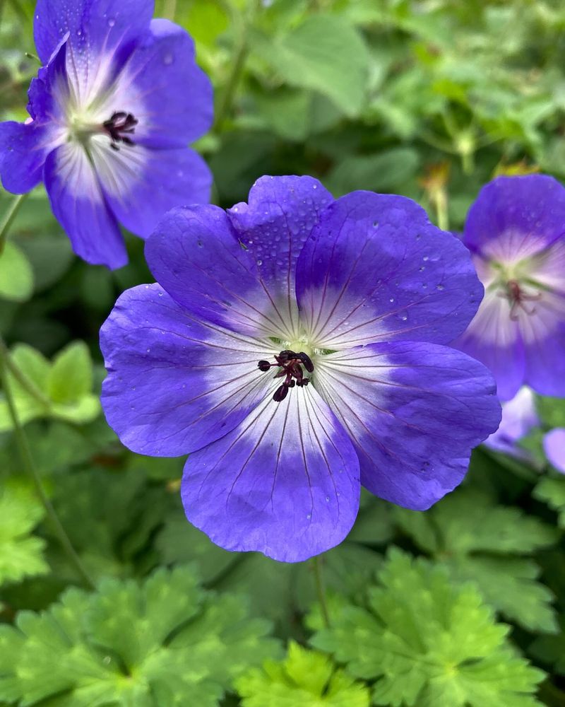 Hardy Geranium
