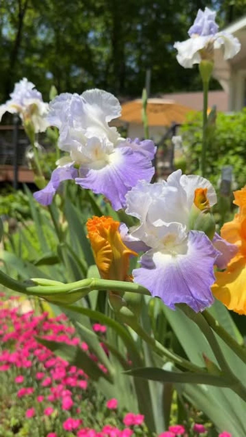 Bearded Iris