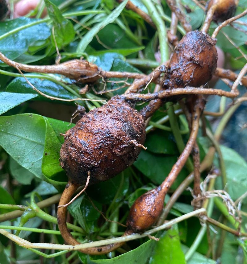 Groundnut