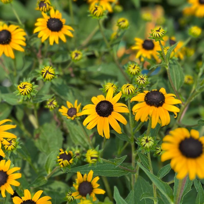 Black-eyed Susan