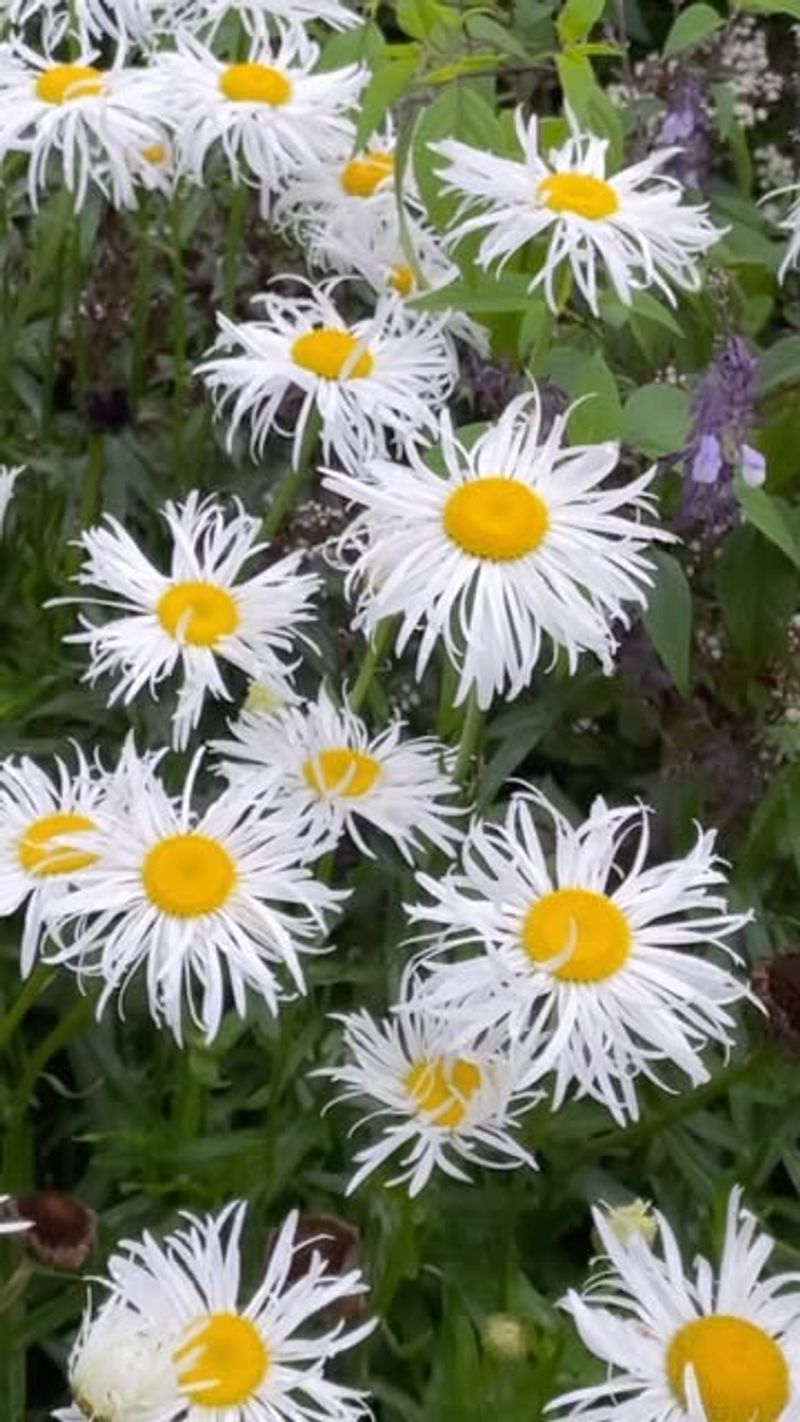 Shasta Daisy: The Pristine Performer