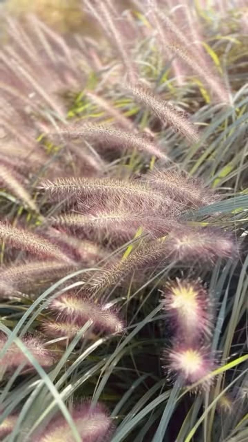 Ornamental Grasses: Year-Round Drama