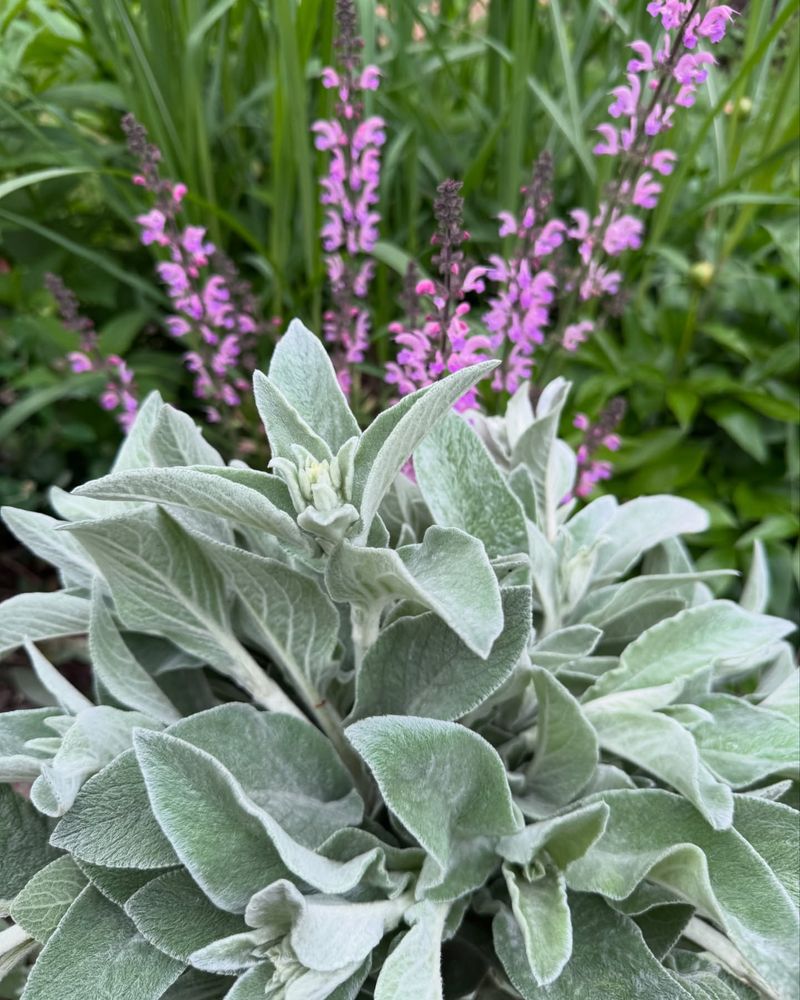 Lamb's Ear
