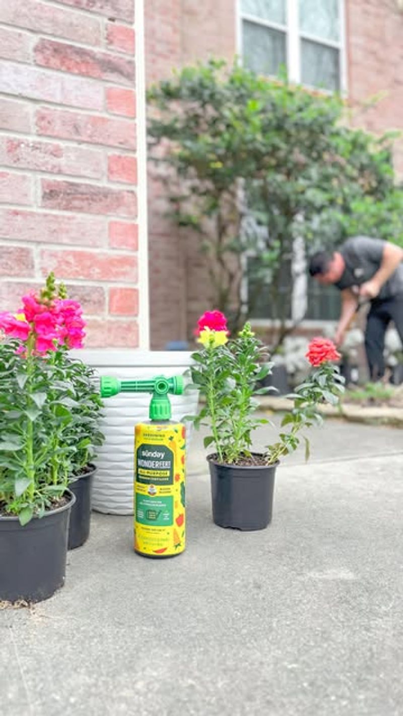 Fertilize With Liquid Feed Biweekly