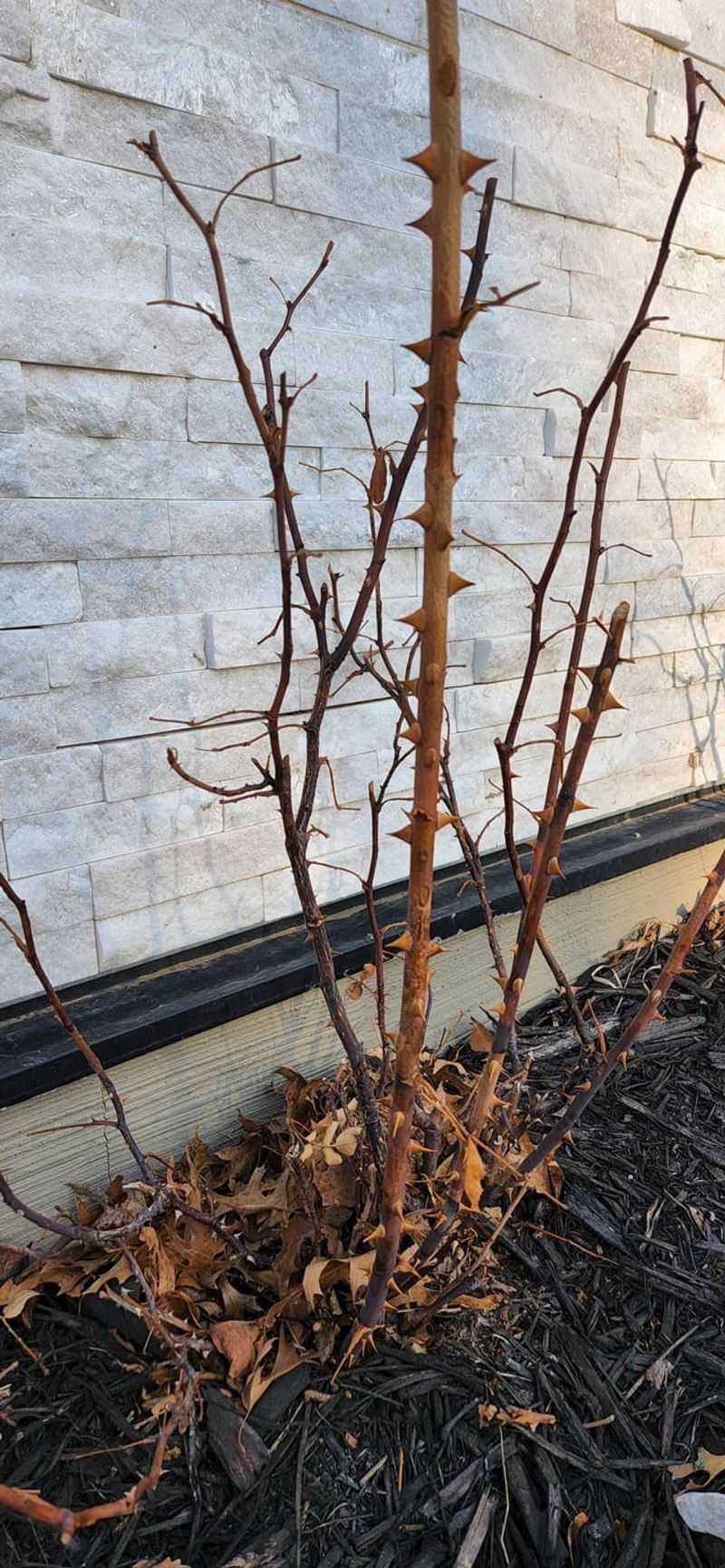 Winter Pruning Strategy