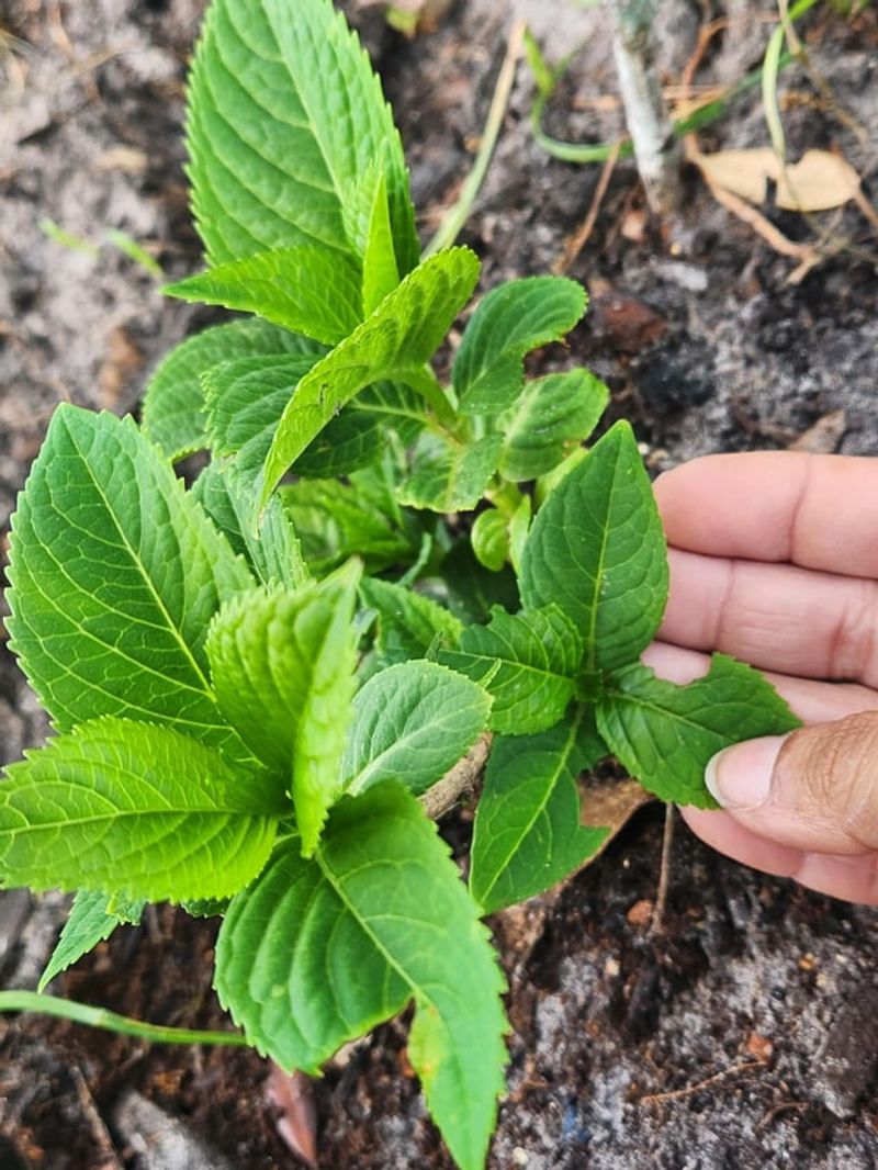 Pest Control Needs Consistency