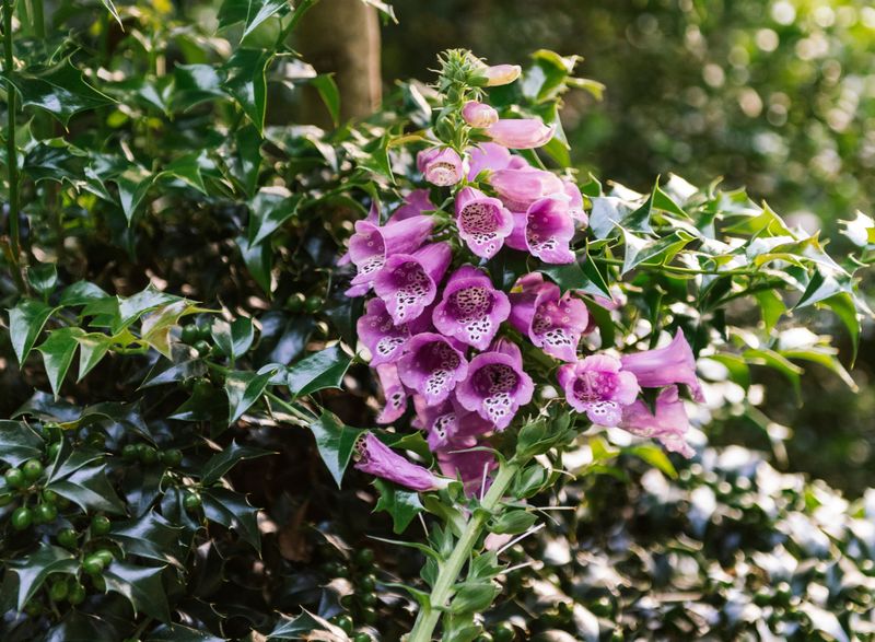 Staking Tall Varieties