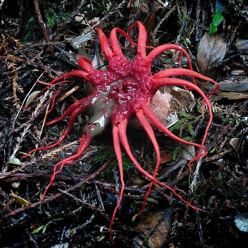 Octopus Stinkhorn