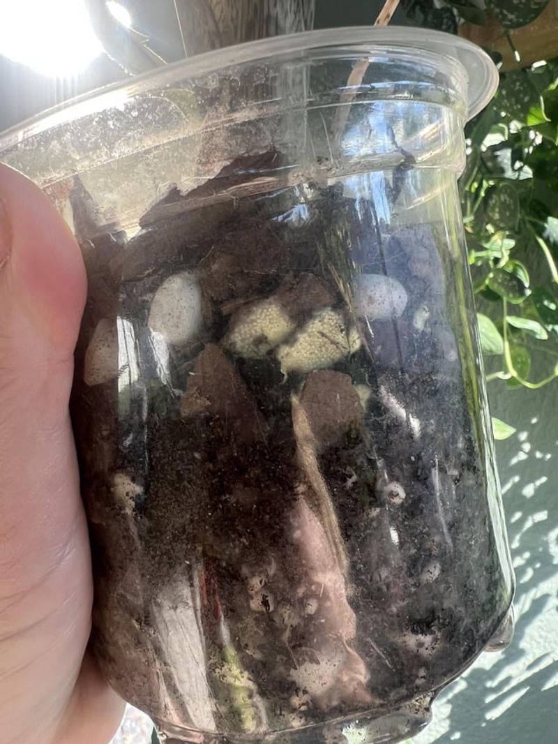 Mycorrhizal Fungi