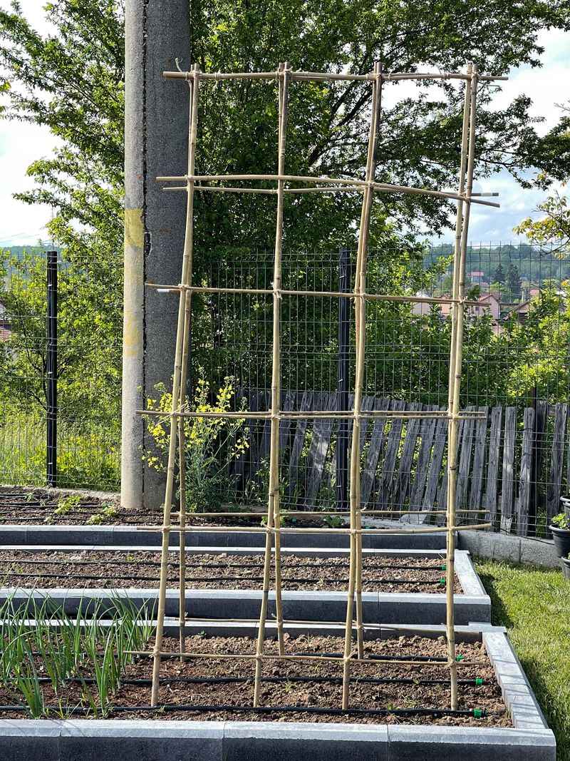 Branch Lattice Trellis